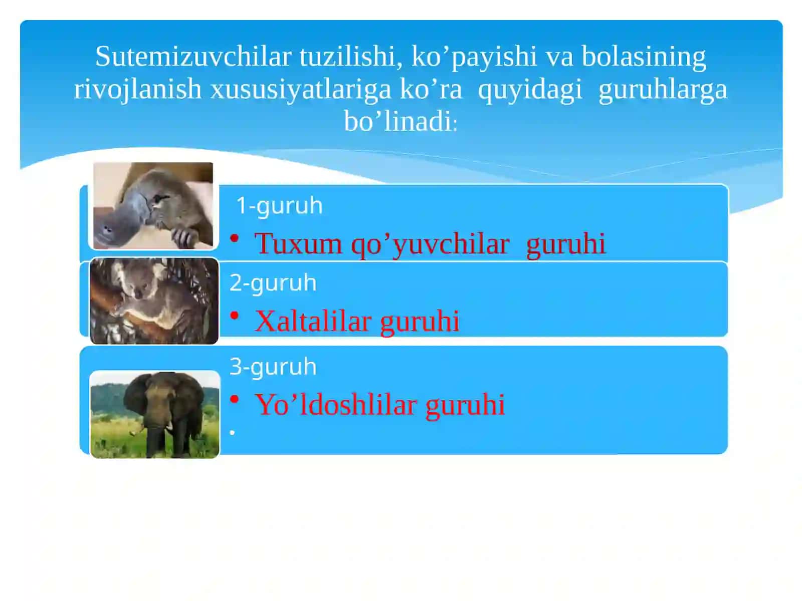 Sut emizuvchilarning xilma-xilligi: tuxumqo’yuvchilar xaltalilar 3