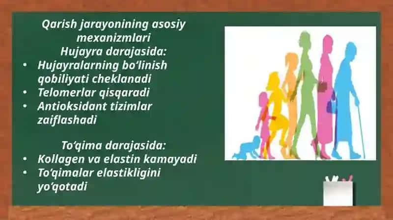 Keksa bemor. Keksa organizmning fiziologik xususiyatlari 3