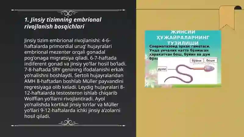 Jinsiy tizimning embriogenezi va unga tasir etushchi omillar 3