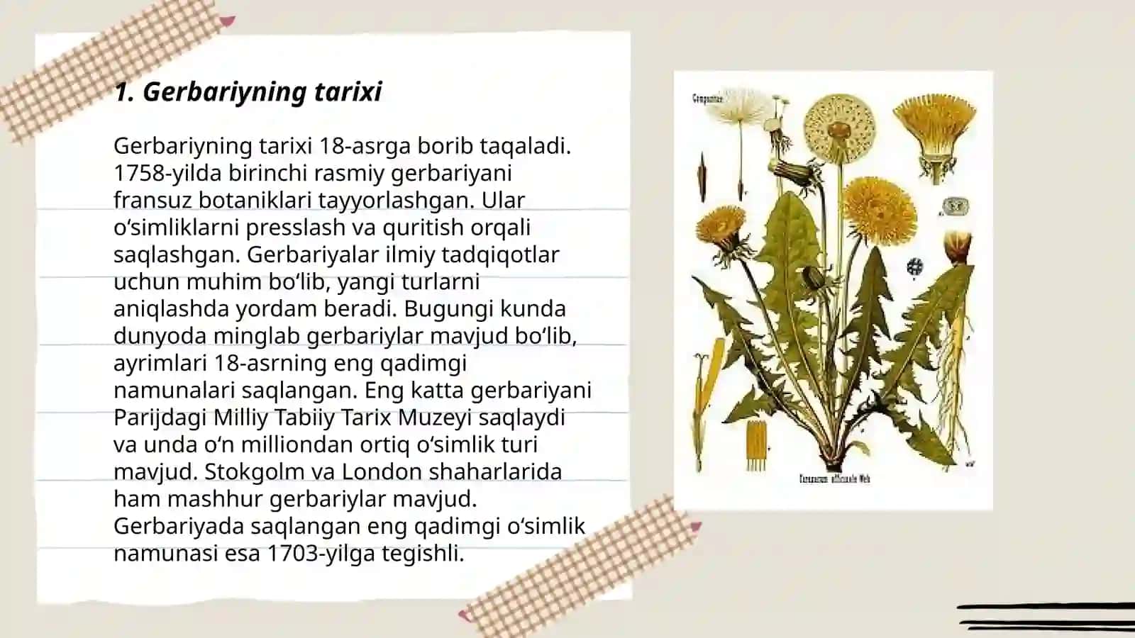 Gerbariy tayyorlash va tayyorlash usullari haqida ma'lumot o'rganish yerbar 3