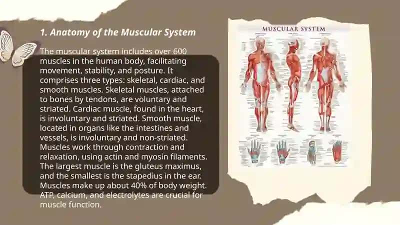 Muscular System 3