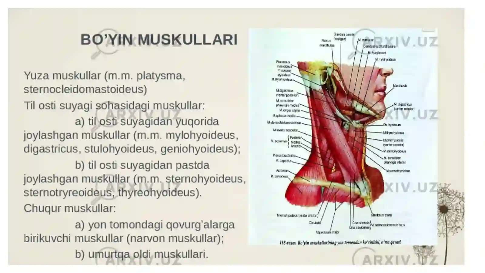 Bo’yin mushaklari fiziologiyasi 3