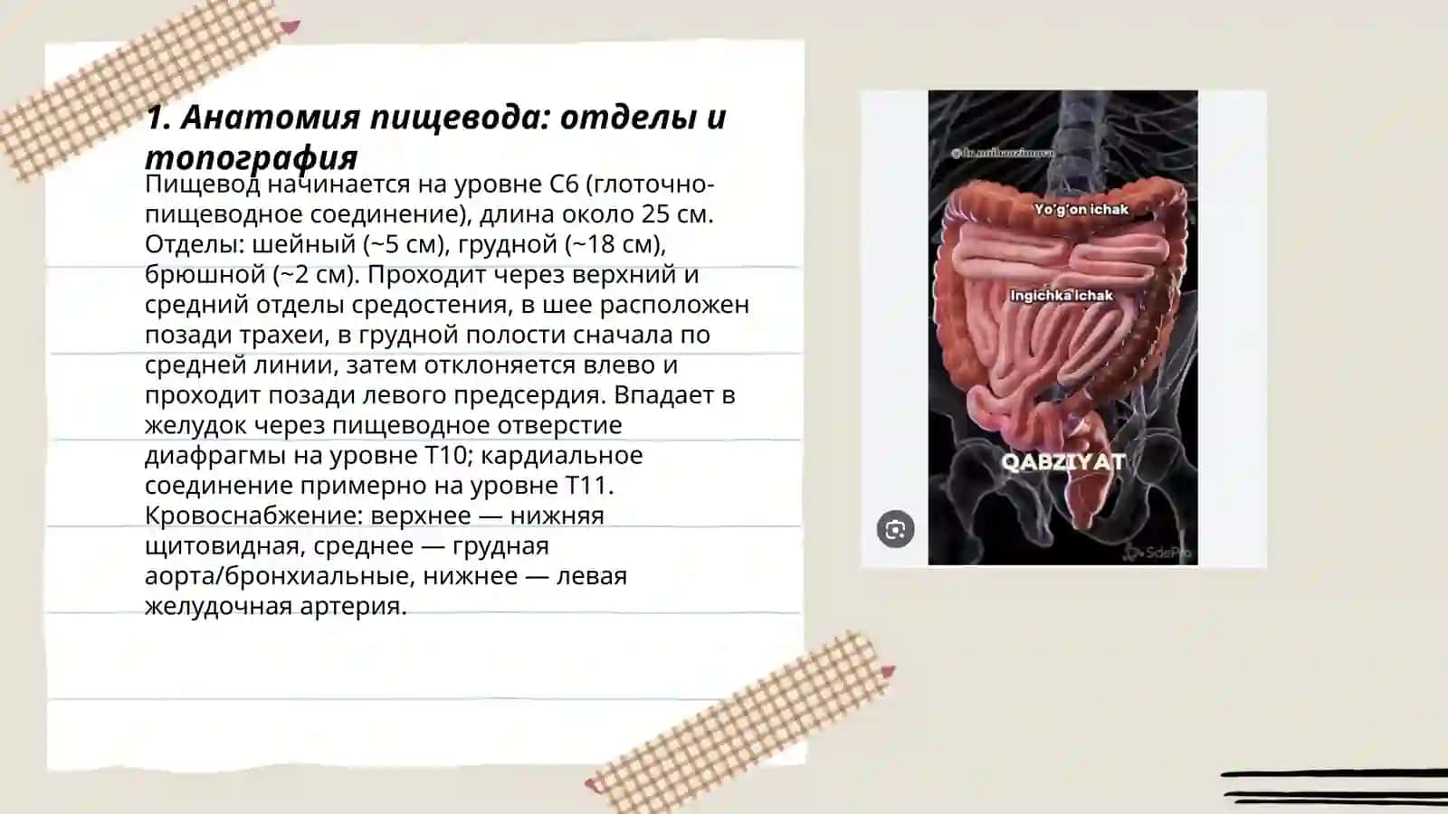 Пишевод.Общие сведня об органах брюшой полости.Желудок тонкий и толстый кишечник.Возрастний асобенности 3