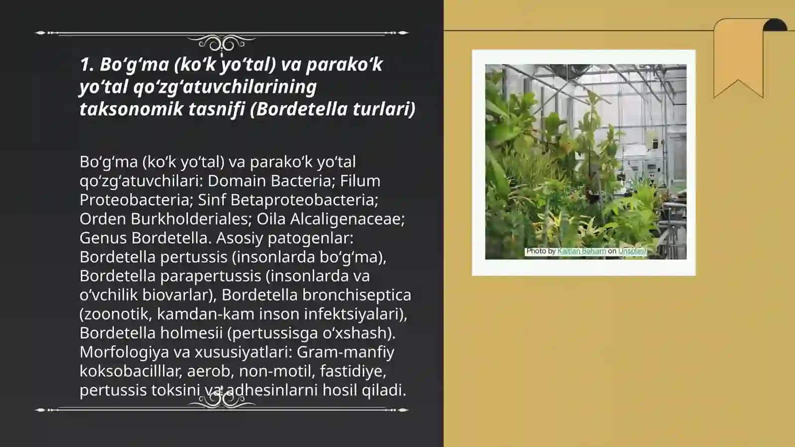 Boʻgʻma, koʻk yoʻtal, parakoʻkyoʻtal qoʻzgʻatuvchilariga tasnif valabarator tashxisoti 3