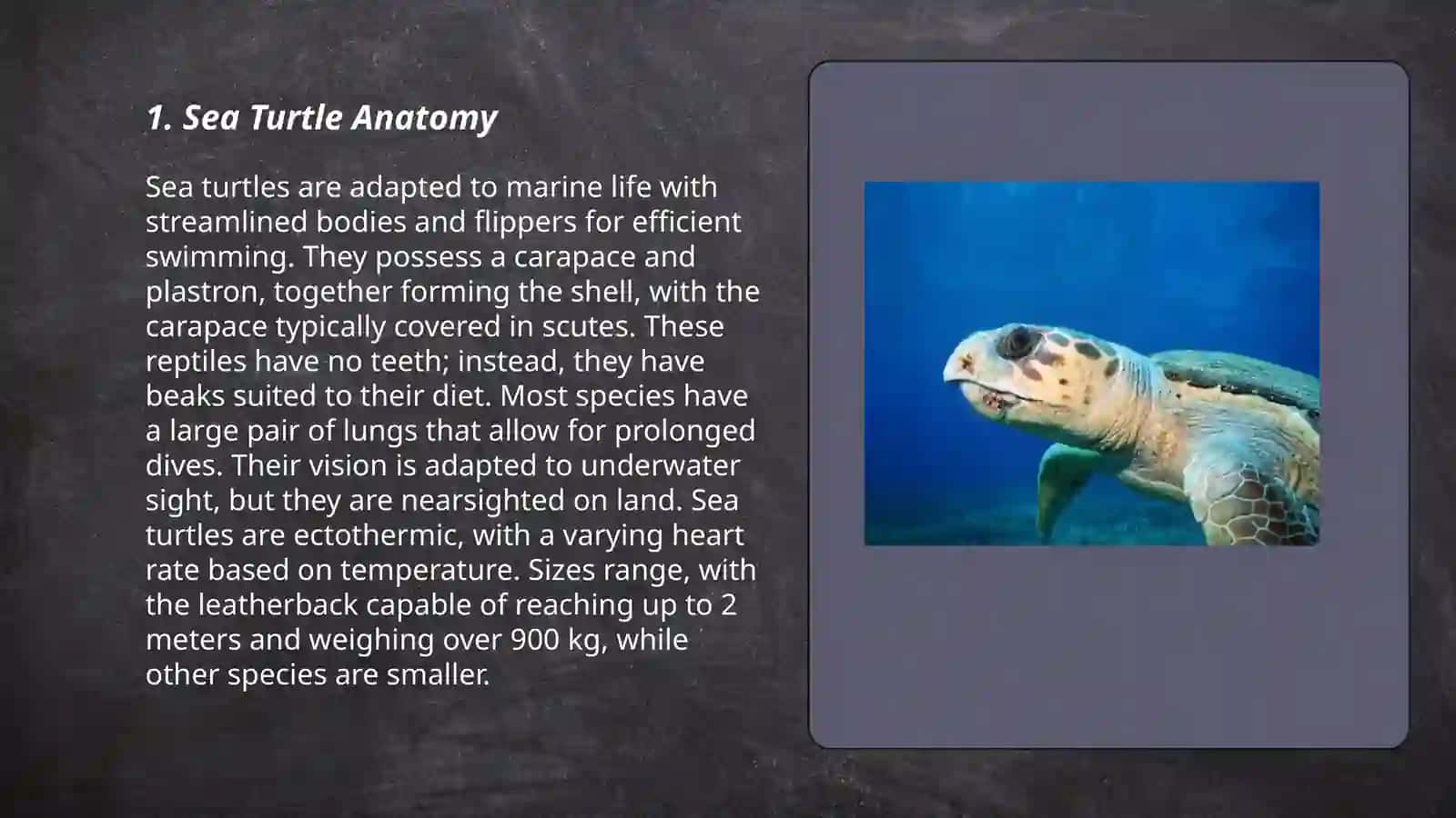 Sea turtle rescue centre 3