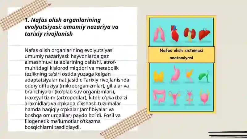 Hayvonlarning nafas olish organlarni evolutsiyasi 3