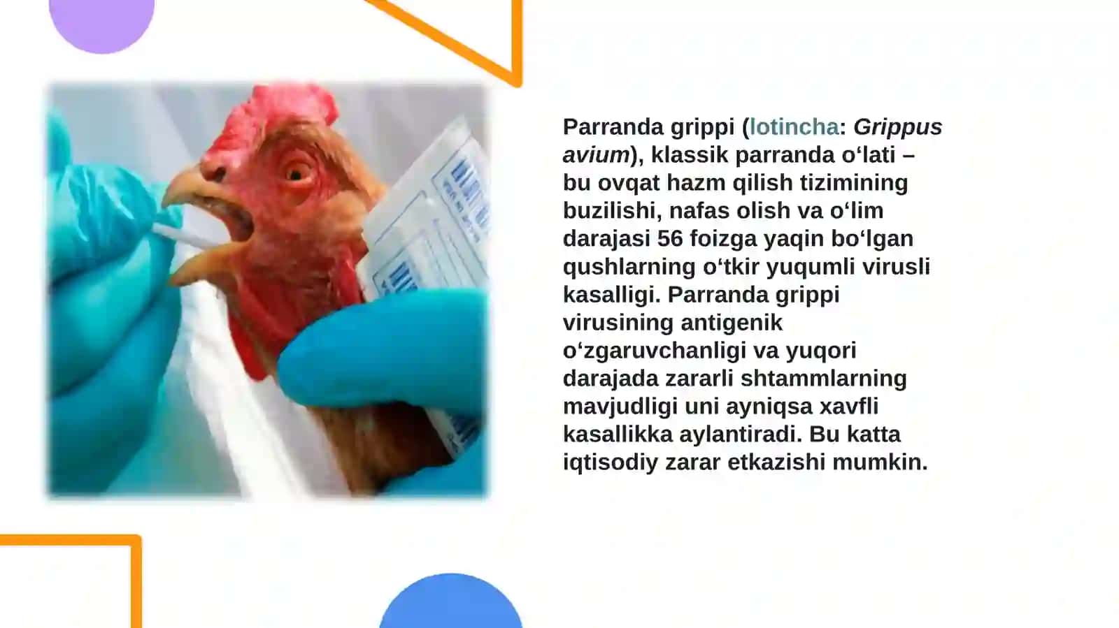 Parranda grippi va uning xozirgi kundagi muammolari 3