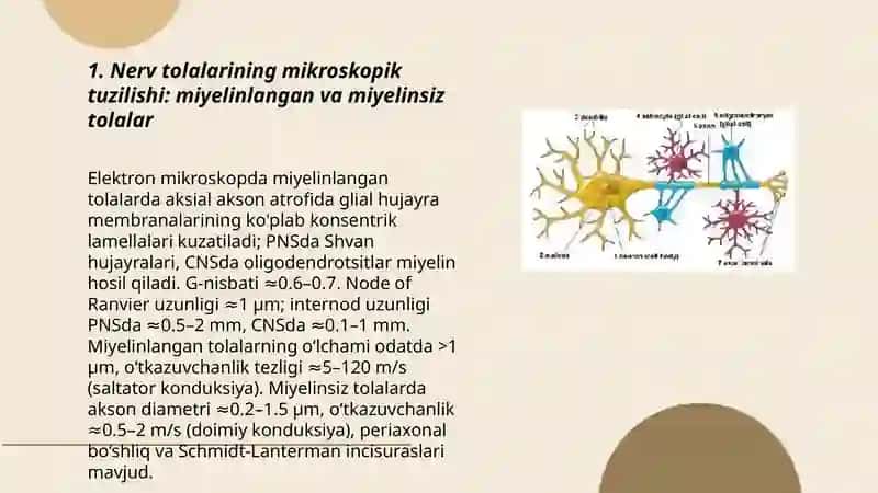 Nerv tolalari fiziologiyasi 3