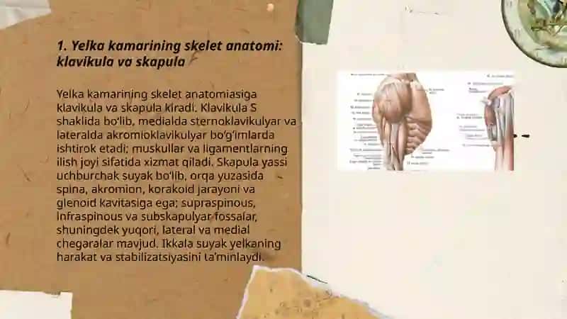 Yelka kamari va Yelka mushaklari 3