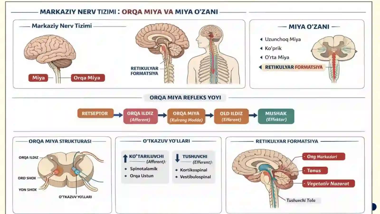 Orqa miyaning reflektor va o‘tkazuvchi yo‘l faoliyati, tekshirish usullari. Uzunchoq miya vao‘rtamiya 3