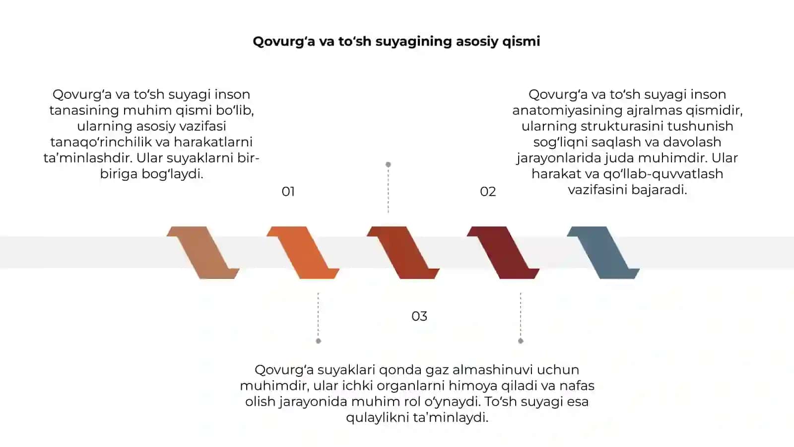 Qovurgʻa va toʻsh suyagi 3