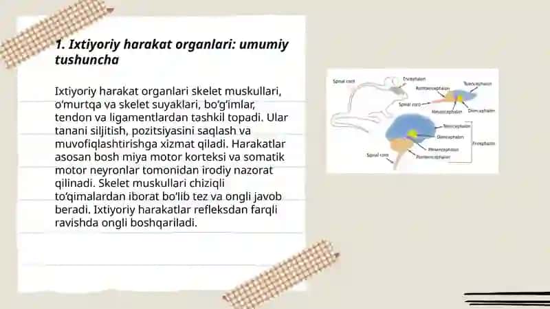 Ixtiyoriy harakat organlari. O‘q suyaklarini tuzilishi 3