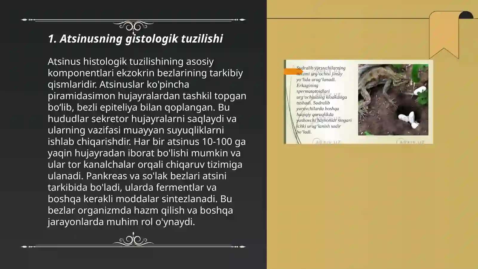 Atsinusning gistafiziologiyasi.oʻpkaning regeneratsiyasi va transplantatsiyasi 3
