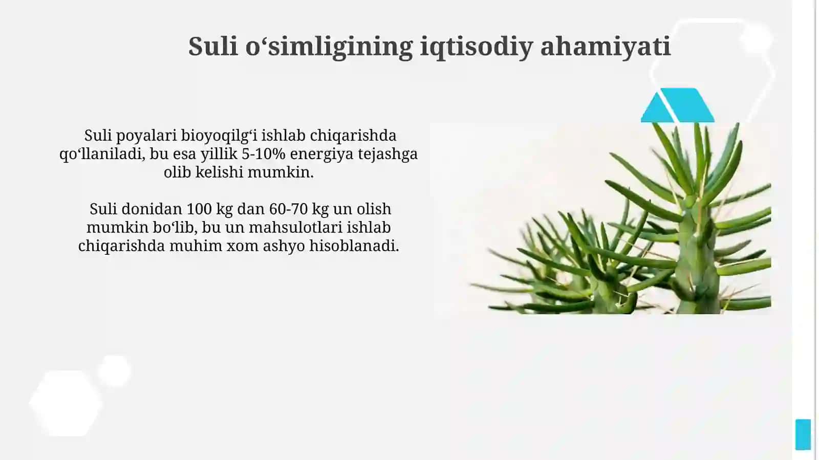 Suli oʻsimligi 3