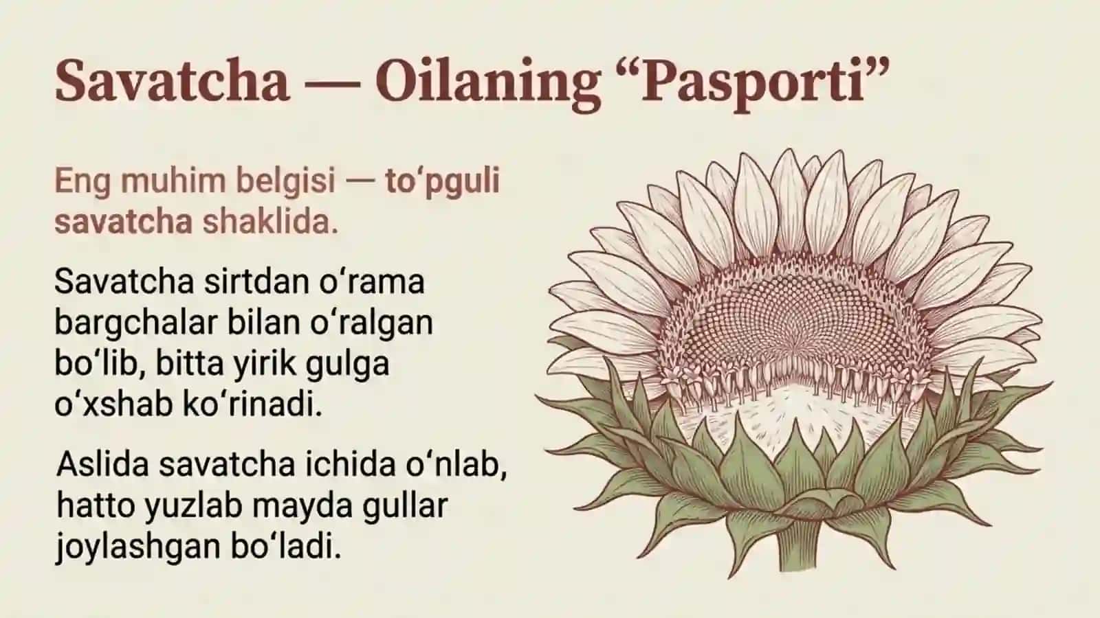 Qoqio'tdoshlar (Murakkabguldoshlar) oilasi 3