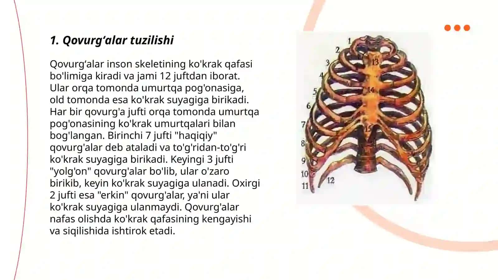 Qovurgʻalar,tosh suyagi va koʻkrak qafasi,ularning yoshga oid xususiyatlari 3