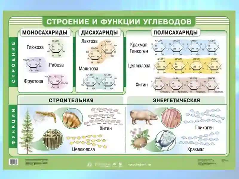 Taqdimoq Uglevod Almashinuvi buzulishi mavzusiya / Презентация на тему Нарушение Углеводного Обмена 3