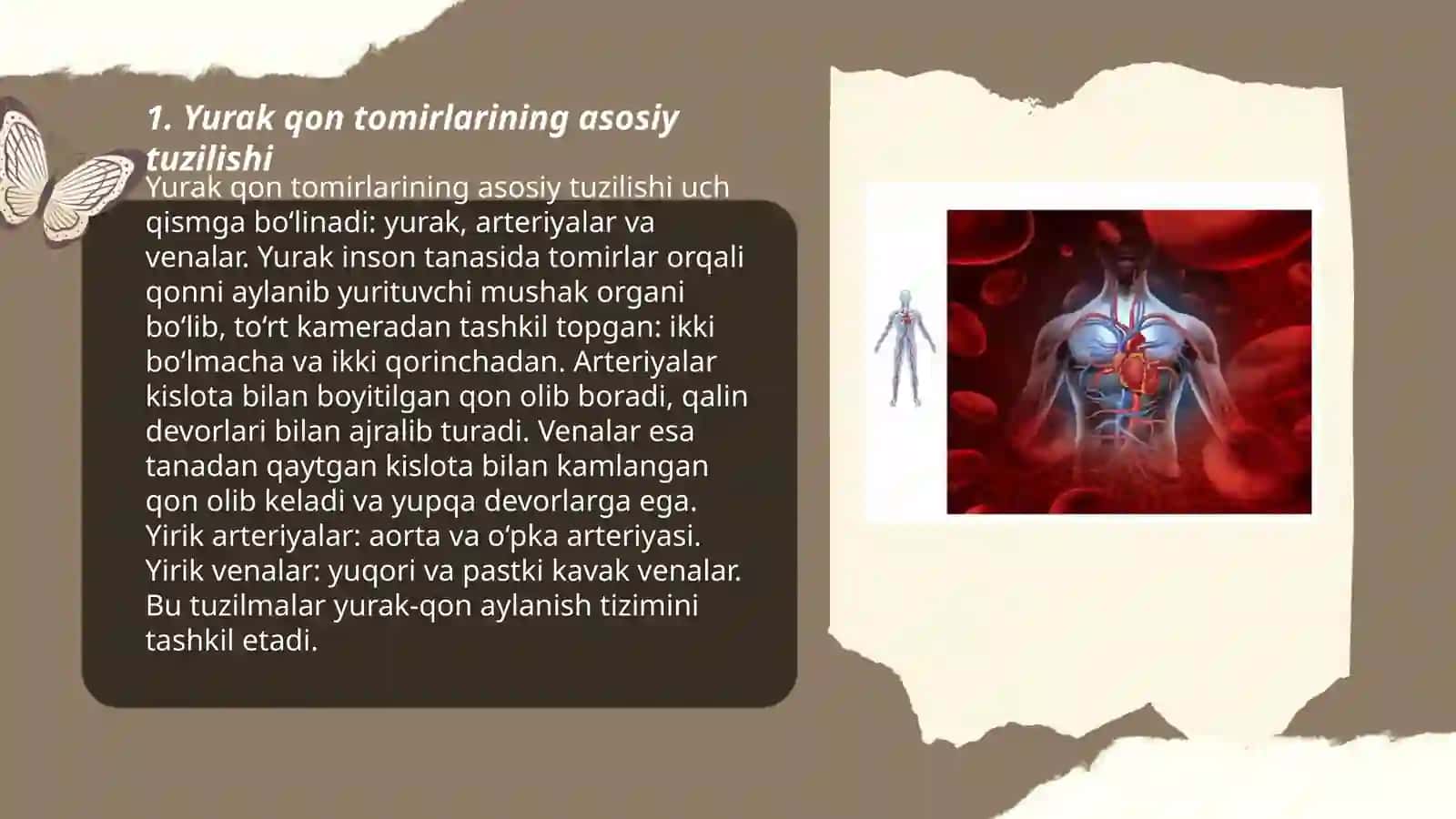 Yurak qon tomirlarining tuzulishi ( katta va kichik qon aylanish doirasi aortaning tarmoqlanish) 3