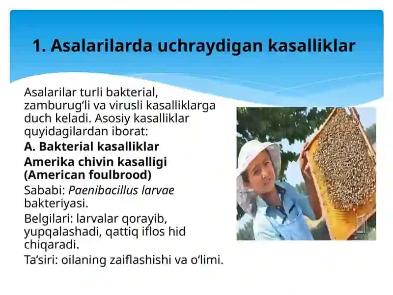 Asalarilarda uchraydigan kasalliklar va zararkunandalardan muhofaza qilish choralari 3