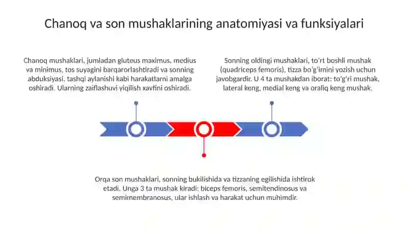 Chanoq va son mushaklari 3