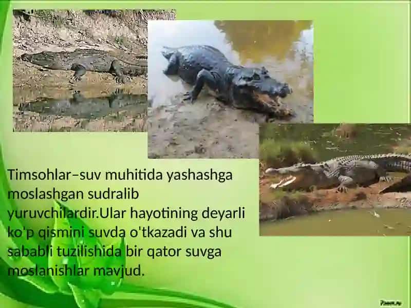 Timsohlarning tuzilishi va hayot kechirishi 3