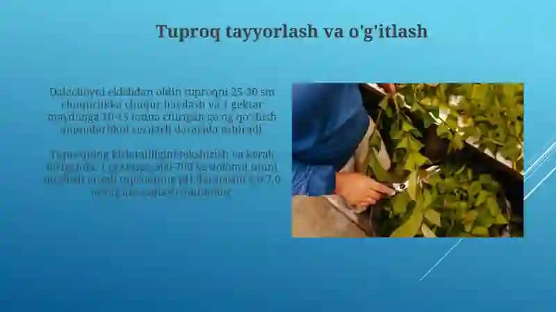 Dalachoyni yetishtirish texnologiyasi 3