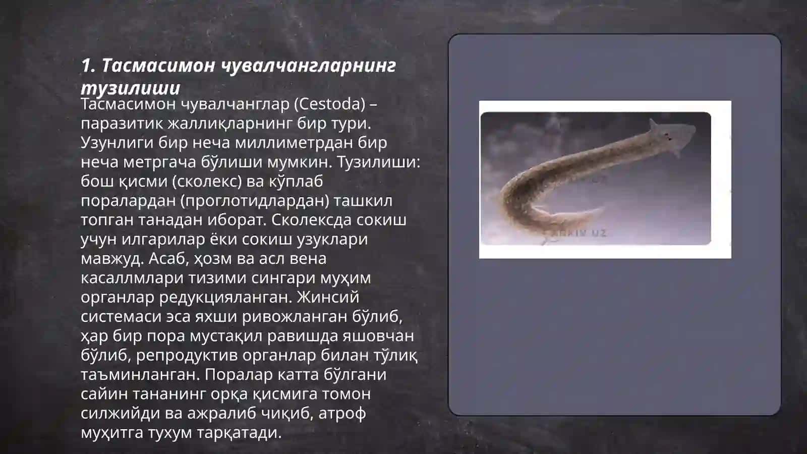 Тасмасимон чувалчанглар 3