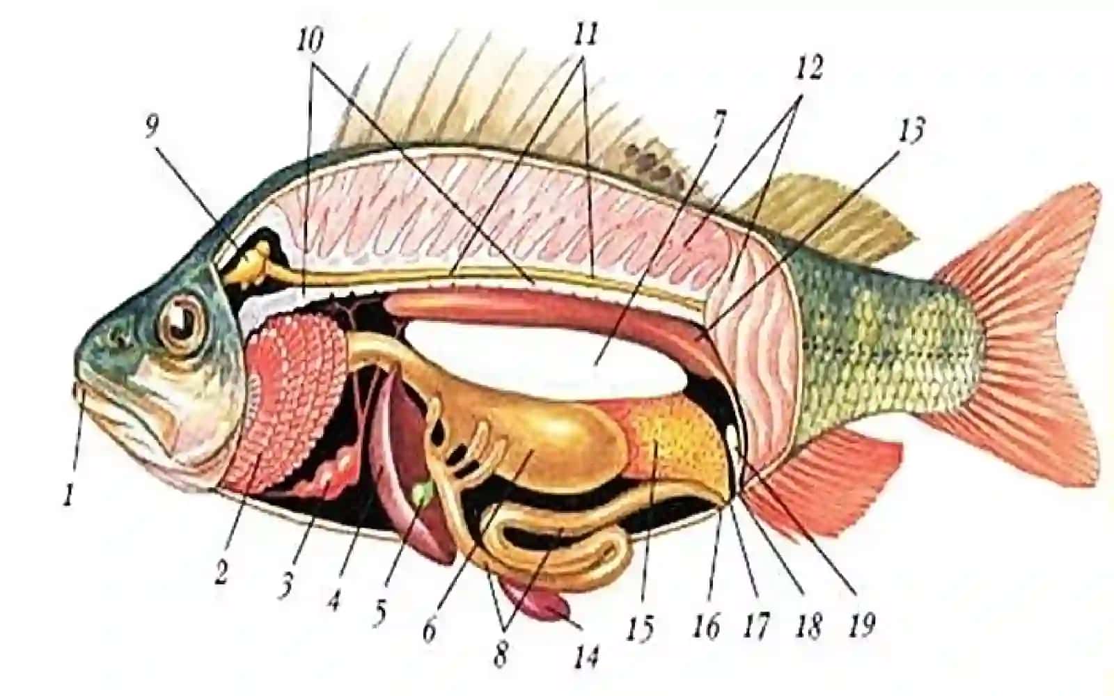 7-sinf Zoologiya 'Baliqlarning nerv sistemasi va sezgi organlari' ko'rgazma 3