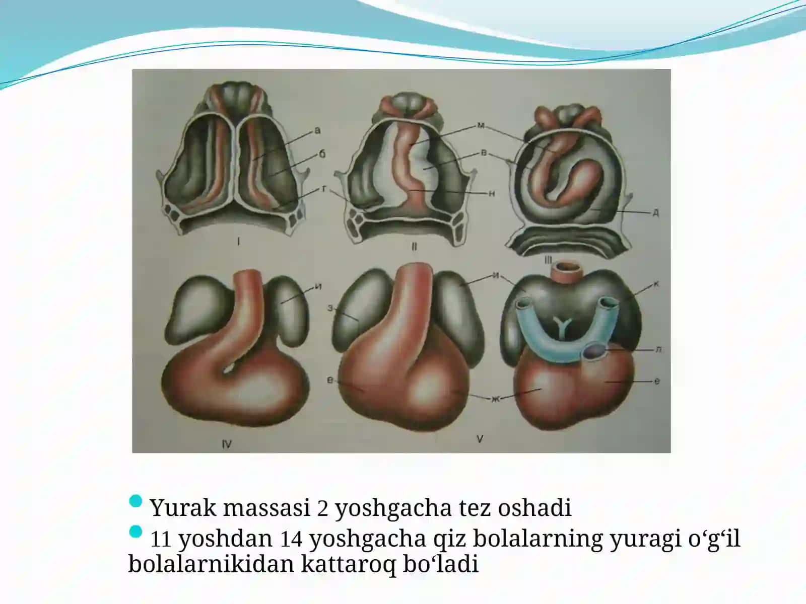 BOLALARDA YURAK-QON TOMIR TIZIMINING ANATOMO-FIZIOLOGIK XUSUSIYATLARI 3