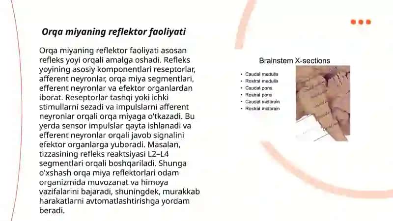 Orqamiyaning reflektor va oʻtkazuvchi yoʻl faoliyati tekshirish usullari 3