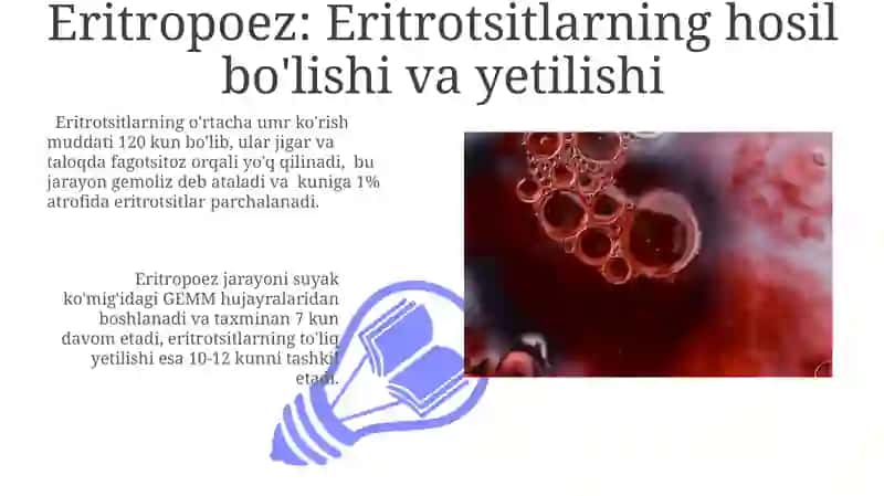 Qon hujayralarining fiziologik va reparativ regeneratsiya mexanizmi 3