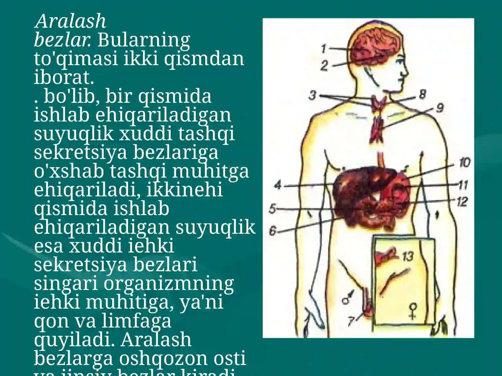 Ichki sekretsiya bezlarining yoshga hos hususiyatlari 3