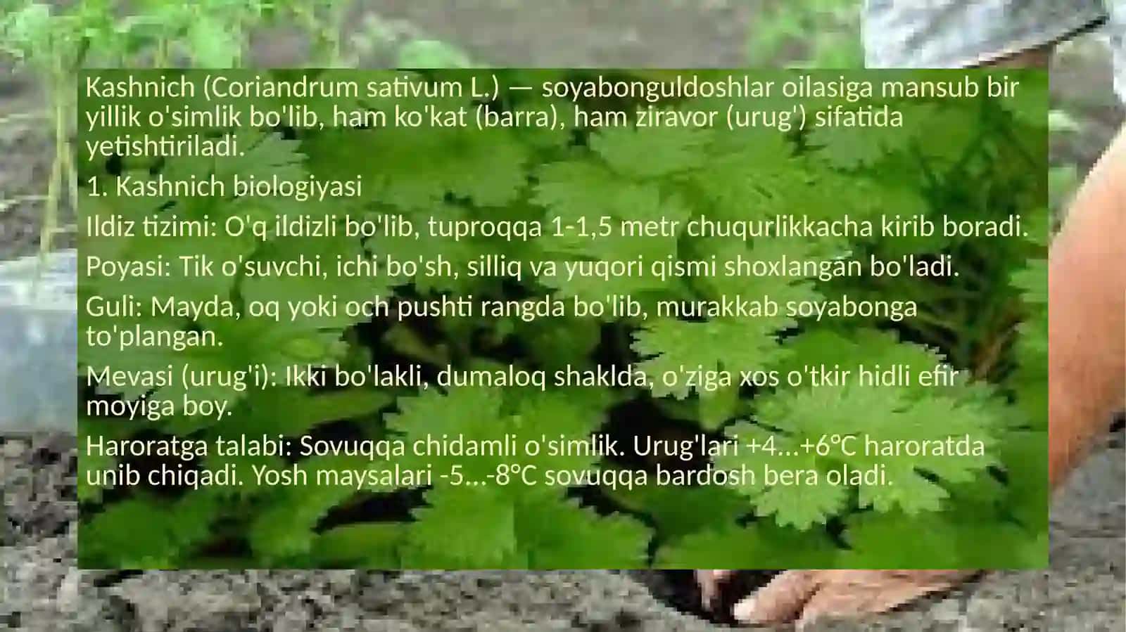 kashnich biologiyasi va yetishtirish texnalogiyasi 3