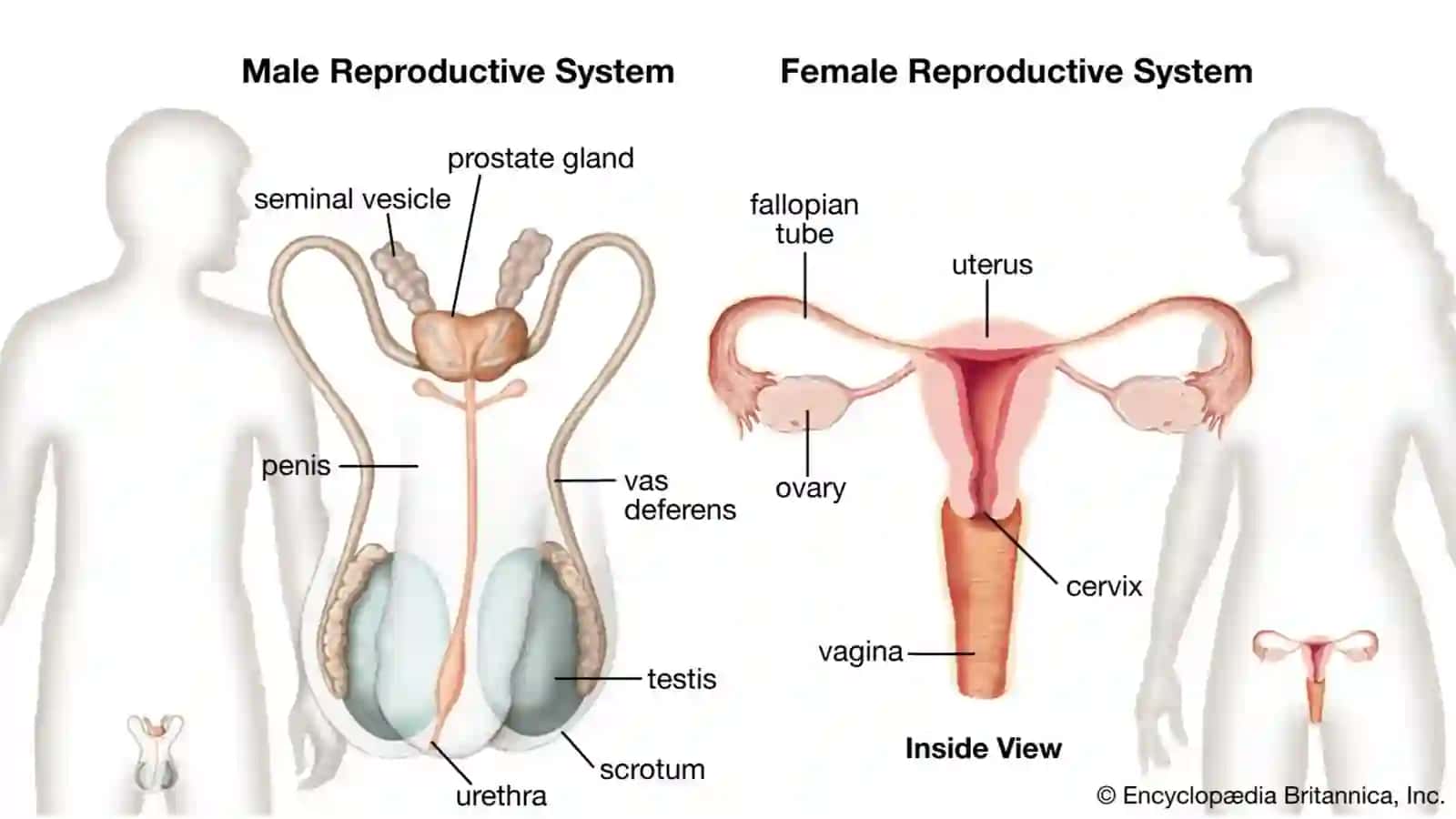Reproductive system 3