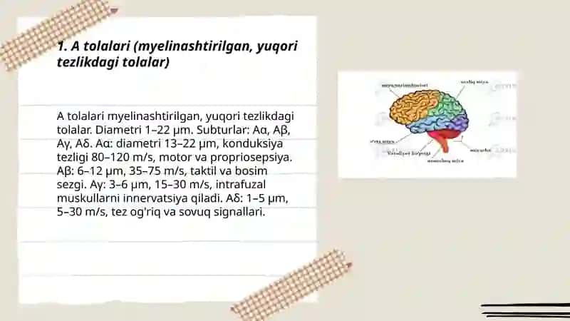 Nerv toqmasi neyronlar tolalar turlari 3