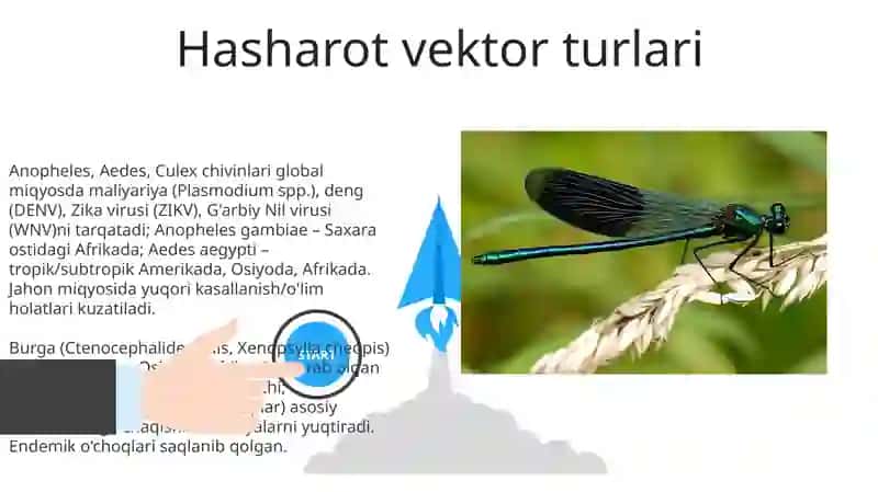 Sinantrop ko‘rinishdagi xashoratlar, ularning epidemiologik ahamiyati 3