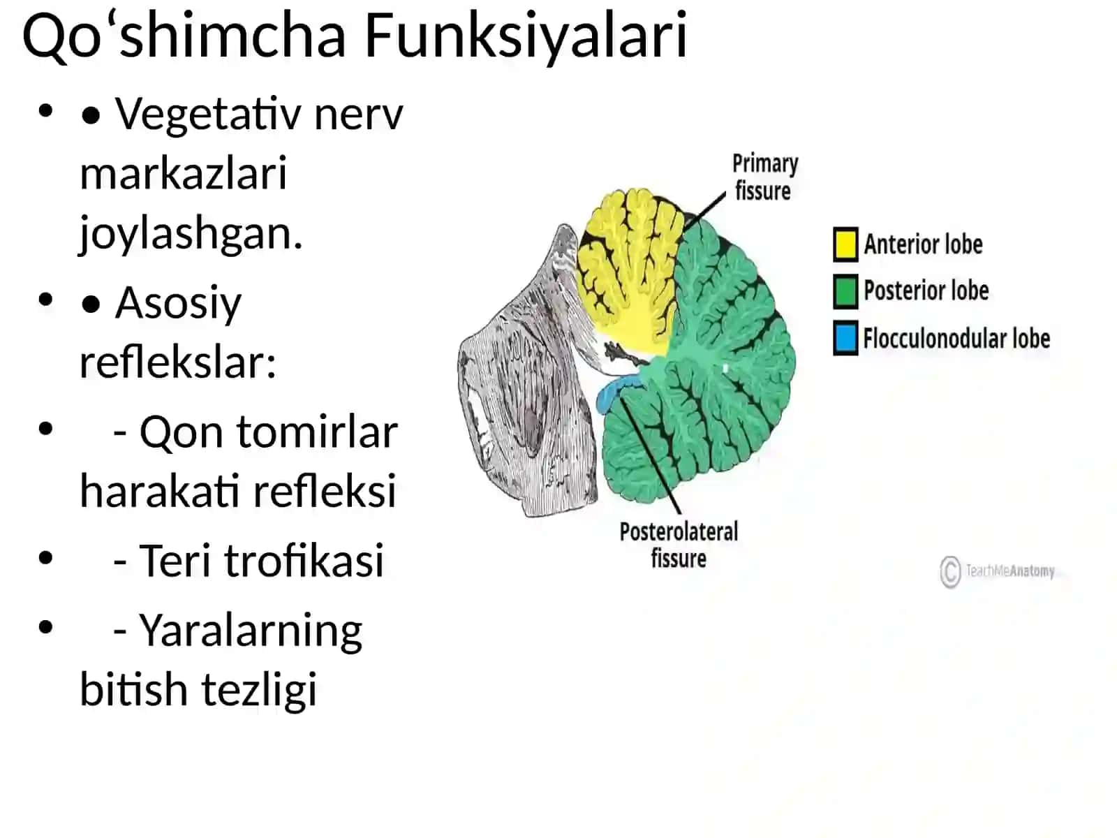 Miyacha (Cerebellum) 3