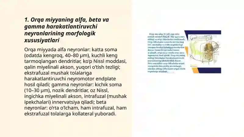 Bosh miya yarim sharlari poʻstlogʻining morfogenezi 3