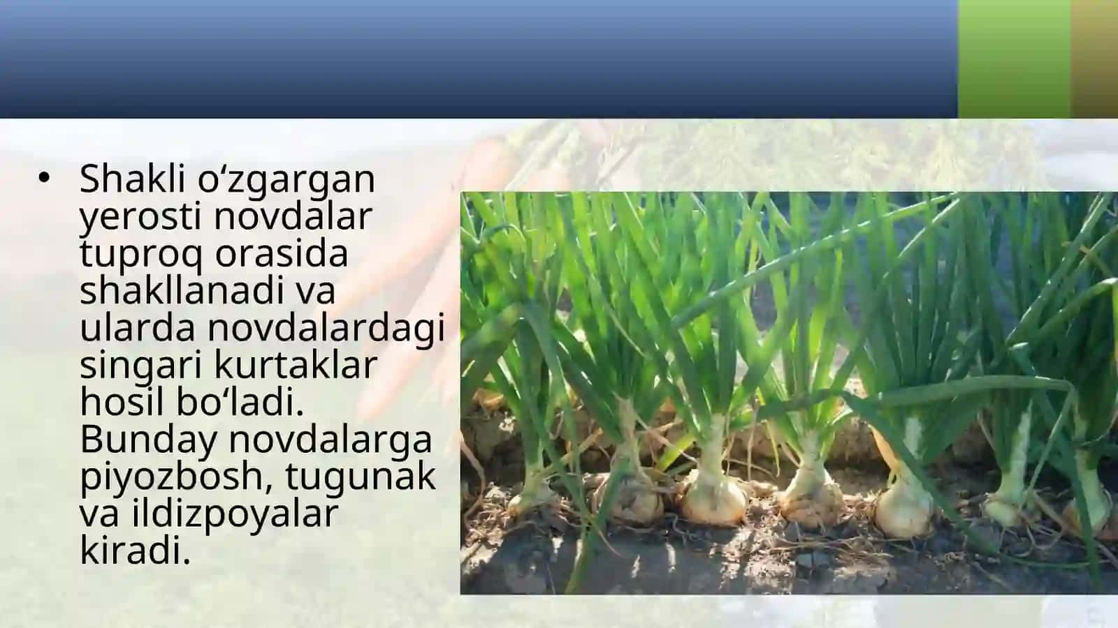5-sinf Botanika Shakli o'zgargan yerosti novdalar 3
