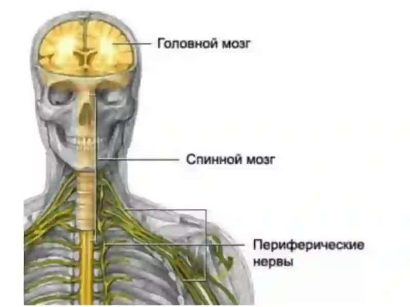 Nerv faoliyati tiplari, nerv sistemasi gigiyenasi 3