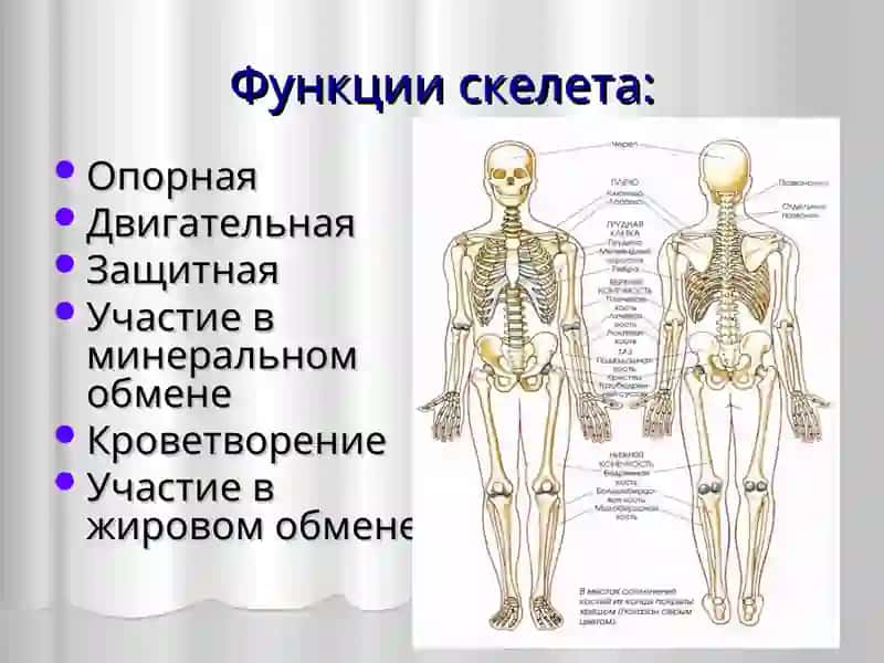 Общая анатомия костной системы 3