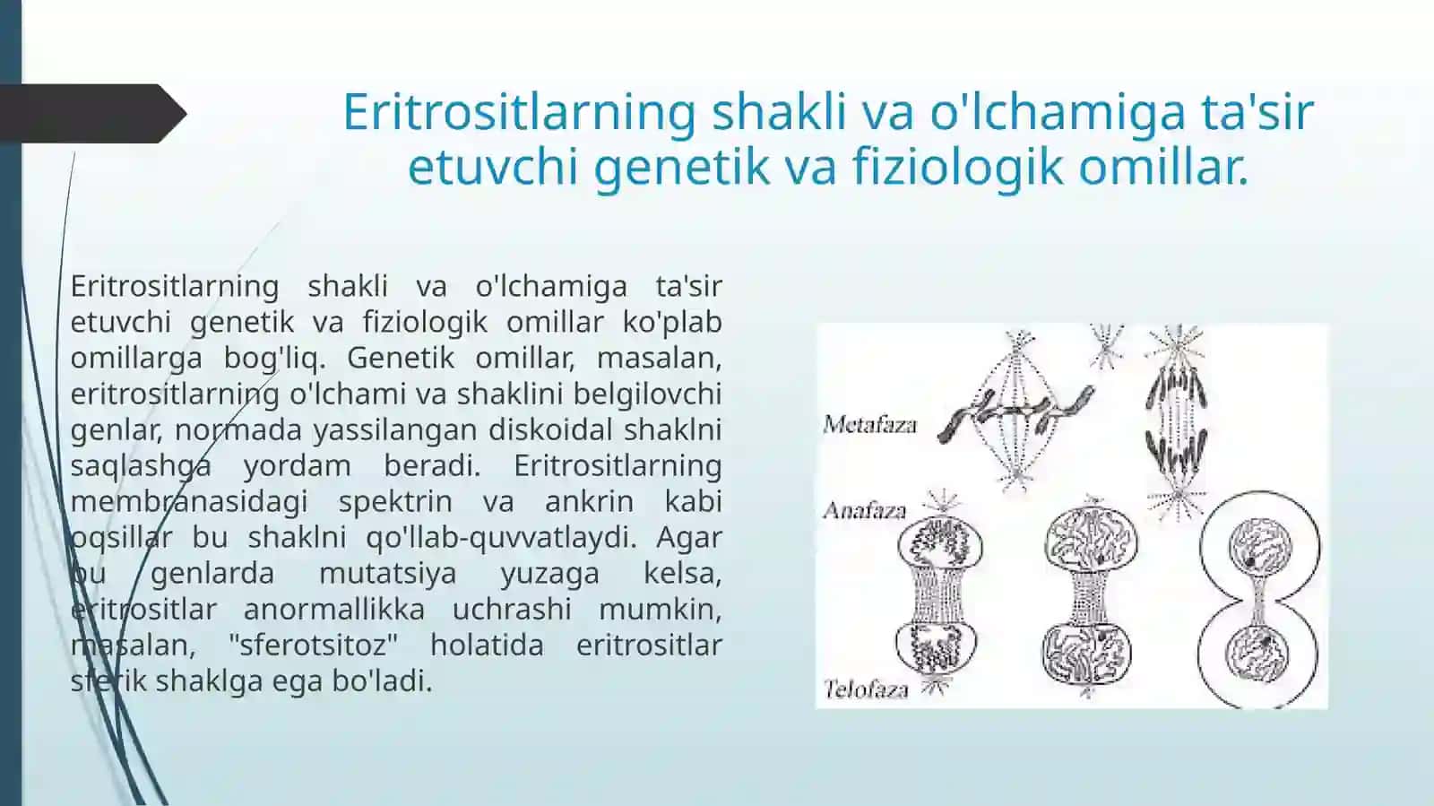 Eritrositlarga taʼsir etuvchi omillar 3
