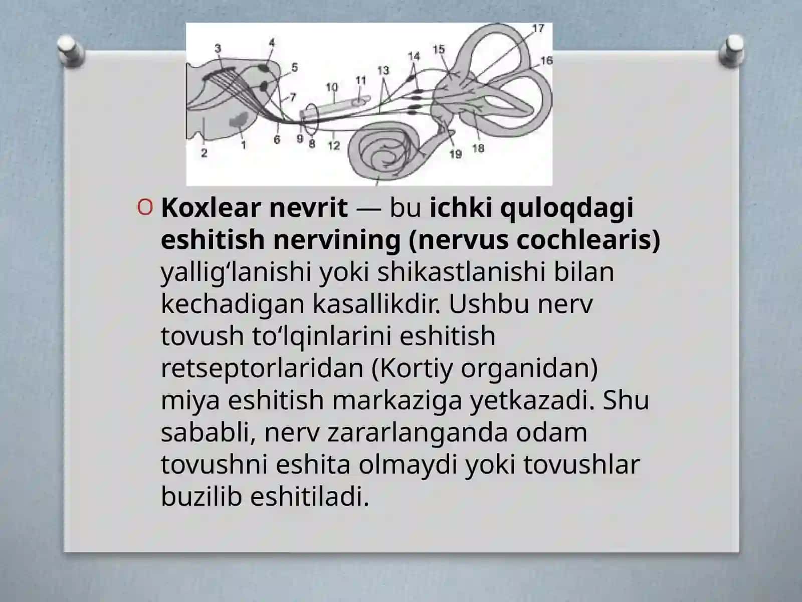 Koxlearnevrit 3