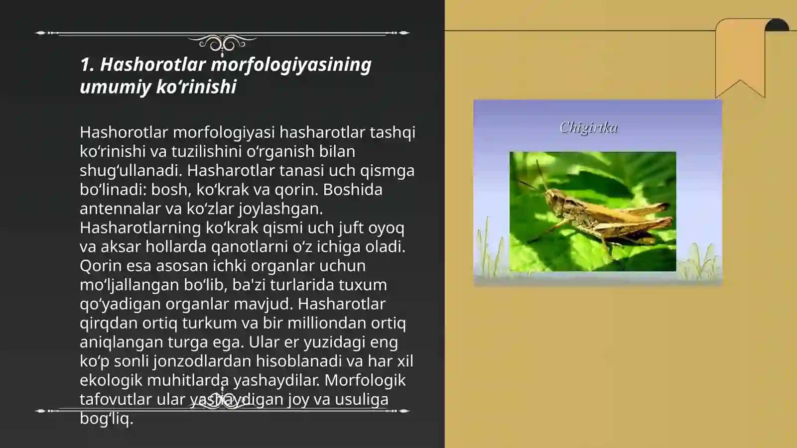 Hashorotlar morfologiyasi 3