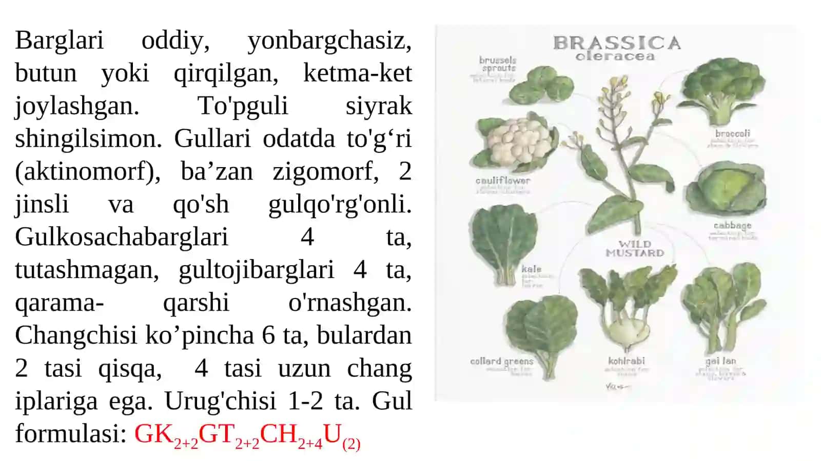 Karamdoshlar (Brassicaceae) -butguldoshlar oilasi 3