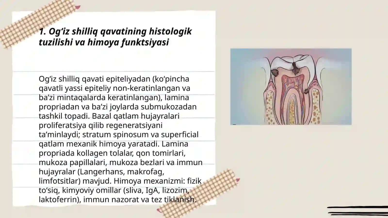 Og'iz bo'shlig'i shilliq qavatining himoya funktsiyasining toqima va hujayra mexanizmlari 3