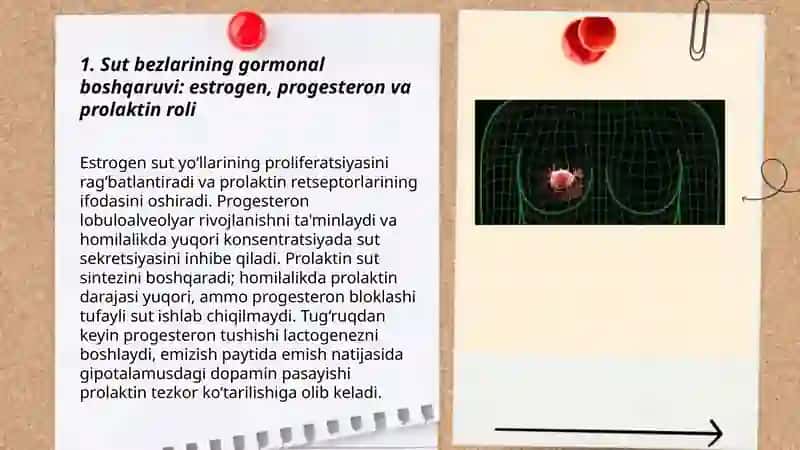 Sut bezlarining gormonal boshqaruvi: estrogen, progesteron va prolaktin roli 3