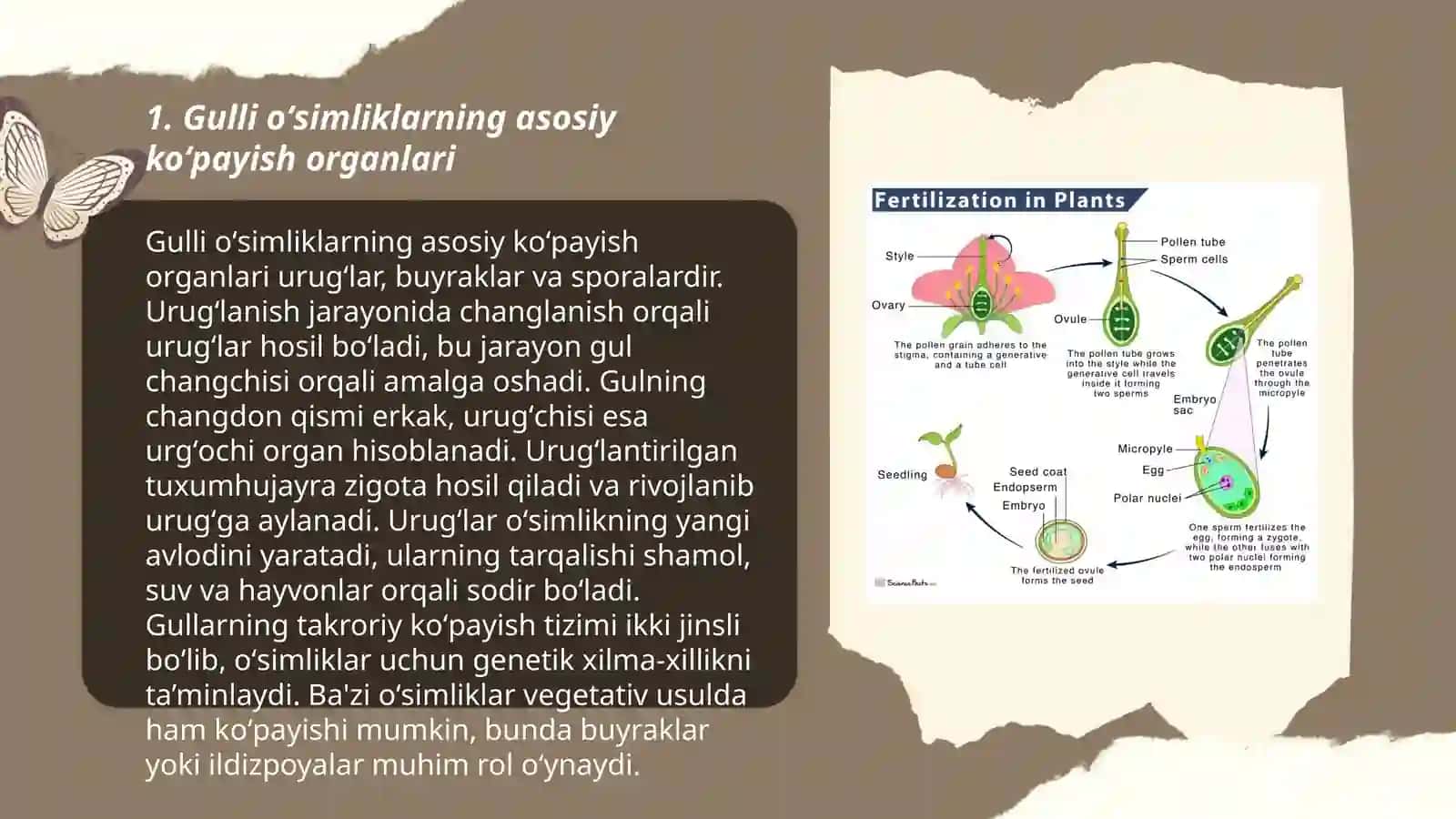 Gulli oʻsimliklarni koʻpayish organlari. Urugʻlanish, otalanish jarayonlari 3