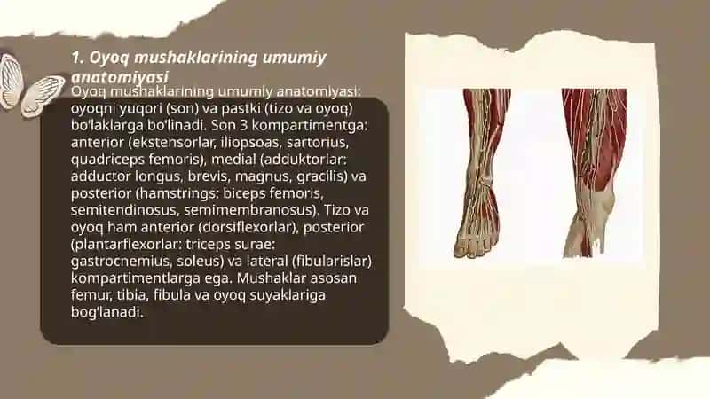 Oyoq mushaklari 3