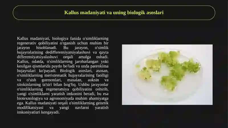 Kallus madaniyati. 3